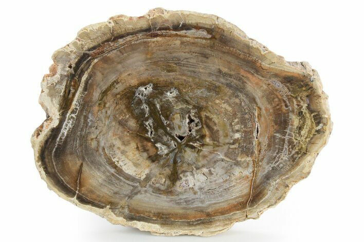 Polished Petrified Wood (Araucaria) Round - Madagascar #355315